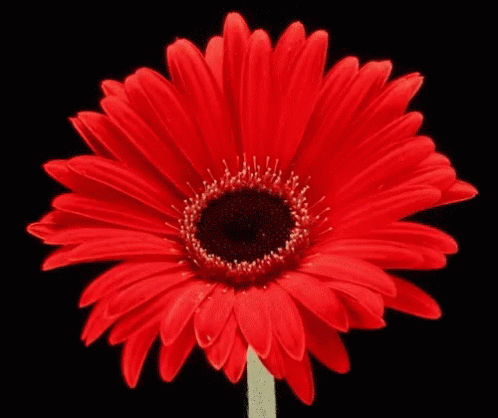 Daisy Flower GIF - Daisy Flower GIFs
