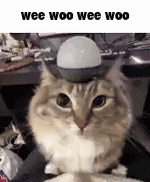 a cat wearing a top hat with a light bulb on top of it .