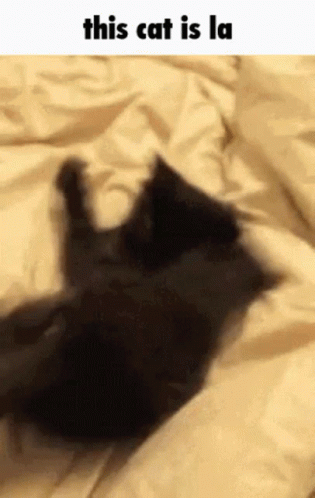This Cat Is La GIF - This Cat Is La This Cat Is L This Cat Is GIFs