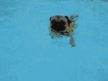 a dog wearing a life vest is swimming in a pool