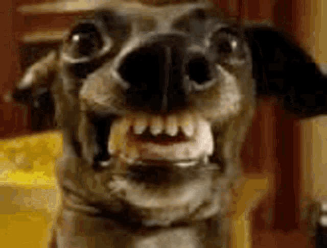 Lauguningdog Smile GIF - Lauguningdog Dog Smile GIFs