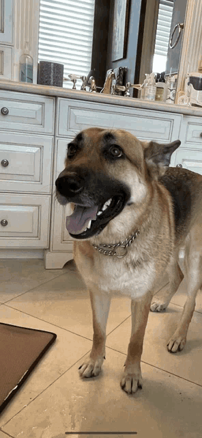 a dog standing in front of a bathroom counter