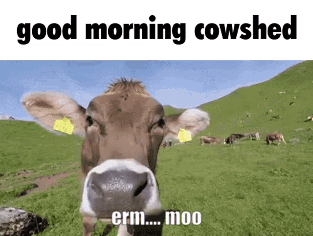 Hypixel Cowshed GIF - Hypixel Cowshed Skyblock GIFs