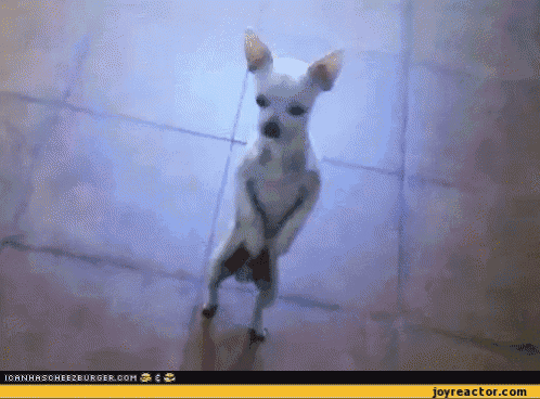 a small white dog is standing on its hind legs on a tiled floor .
