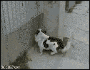 a black and white dog is sitting on a sidewalk in front of a white fence ..