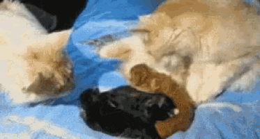 two cats and a dog are laying on a bed together