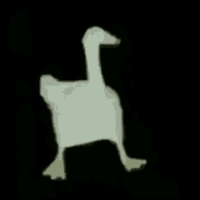 a white goose is walking in the dark .