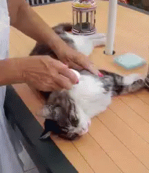 Cat Grooming GIF - Cat Grooming GIFs