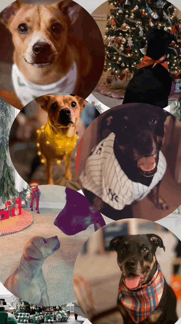 a collage of dogs including one wearing a nyc shirt