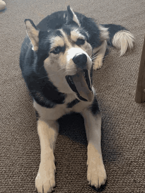 a husky dog laying on the floor with its tongue hanging out