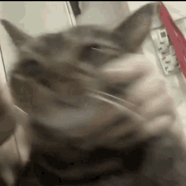 Gato Asombrado Cat GIF - Gato Asombrado Cat Gato GIFs