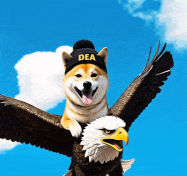 a dog wearing a dea hat rides on the back of a bald eagle