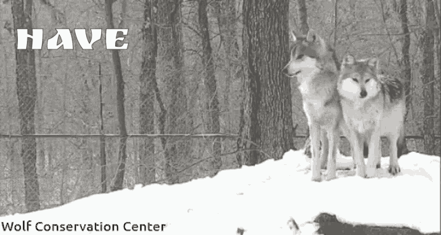 a black and white photo of two wolves with the words have wolf conservation center