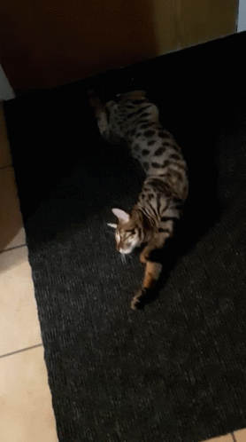 Chat Cat GIF - Chat Cat GIFs