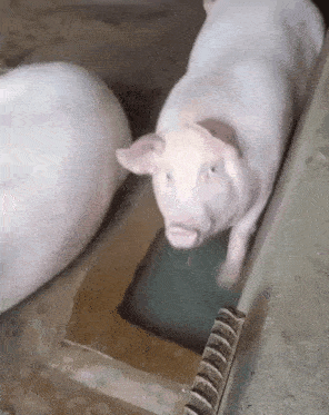 a couple of pigs are standing next to each other in a cage .