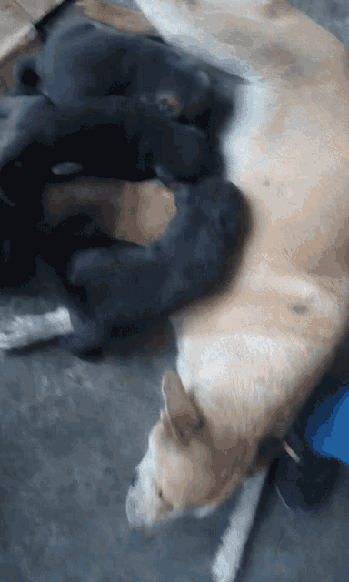 a dog is laying on the ground with three puppies nursing