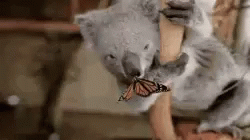 Koala Butterfly GIF - Koala Butterfly Butterflies GIFs