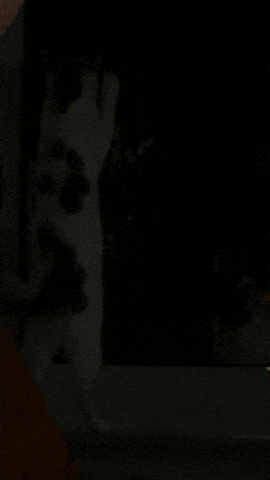 a black and white cat is sitting in the dark looking at the camera