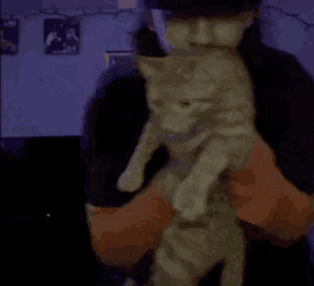a woman is holding a cat in her arms in a room .