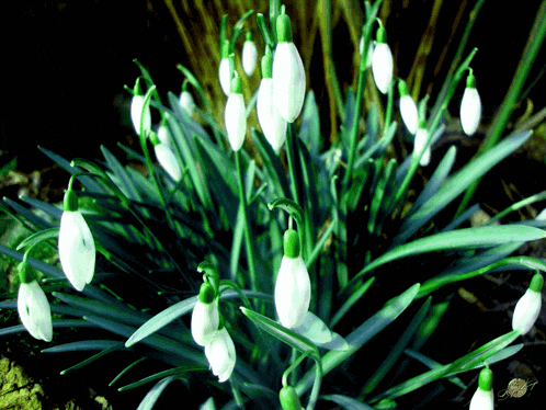 a bunch of snowdrop flowers with green stems and leaves