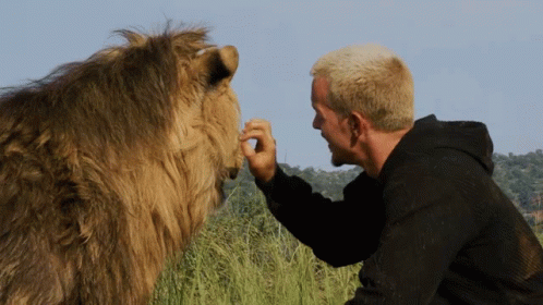 Petting A Lion Dean Schneider GIF - Petting A Lion Dean Schneider Touching GIFs