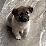 a small brown and white puppy is sitting on a concrete floor .
