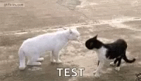 Cat Fight GIF - Cat Fight Stand GIFs
