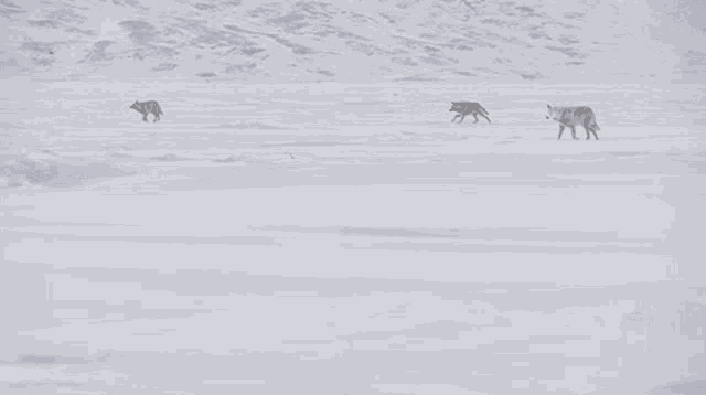 Leash Of Fox National Geographic GIF - Leash Of Fox National Geographic Photographer Captures Stunning Arctic Wildlife GIFs
