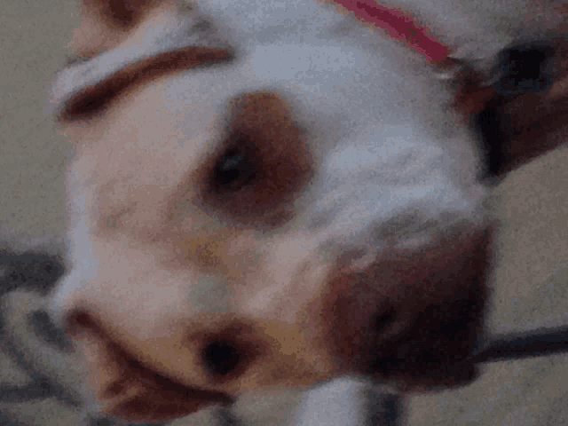 a brown and white dog with a red collar is looking down