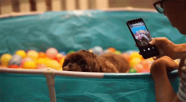 a person is taking a picture of a dog in a ball pool