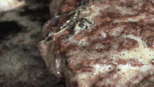 a close up of a foamy substance with a spider on it