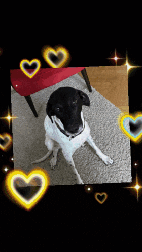 a black and white dog is surrounded by hearts on a black background