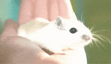 a white hamster is being held in a person 's hand and looking at the camera .