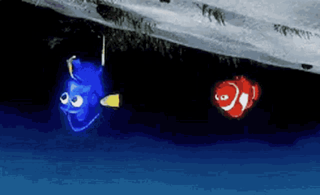 a blue and a red fish are floating in the water .