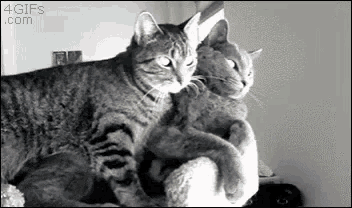 a couple of cats are sitting next to each other on a bed .