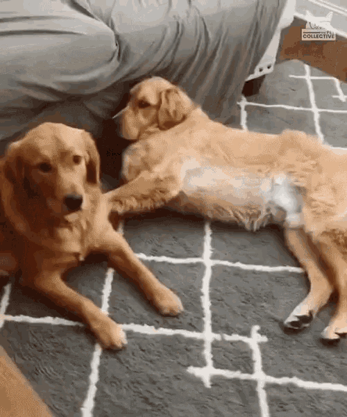 I Hate You Fighting Dog GIF - I Hate You Fighting Dog You Should Do It GIFs