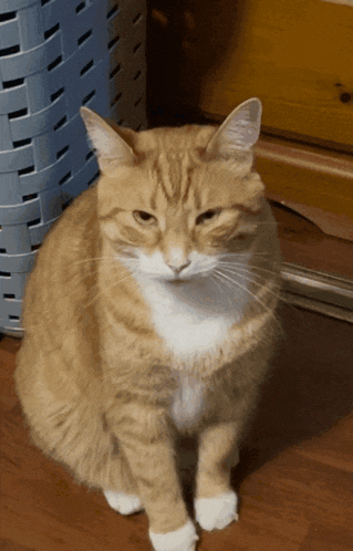 an orange and white cat sitting on a wooden floor looking at the camera