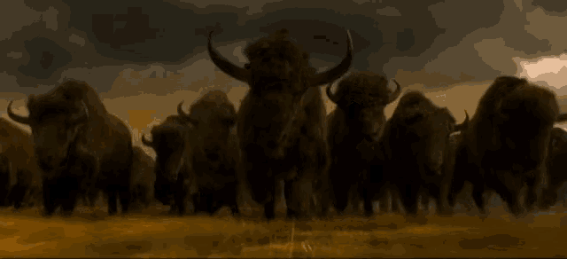 a herd of bison are walking across a field in the dark .