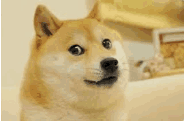 a dog is looking at the camera with a surprised look on his face .