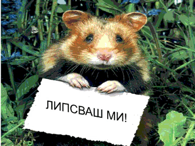 a hamster is holding a piece of paper that says ' lipcbaw mi ' on it