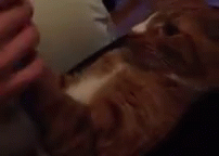 Kitten Has A Drinking Problem GIF - Kitten Cat Drinking GIFs