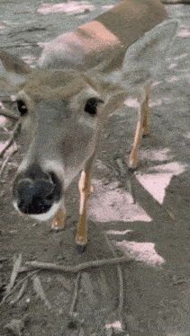 Dear Deer GIF - Dear Deer Cute GIFs