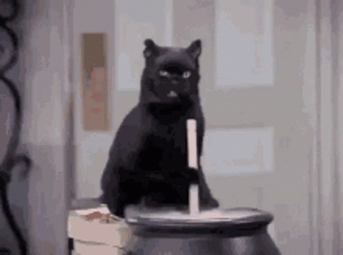 Cat Black Cat GIF - Cat Black Cat Kitten GIFs