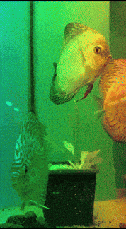 a fish is eating another fish in a tank with a green background