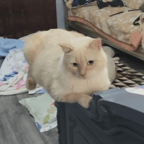 a cat is laying on a bed with a blanket on it