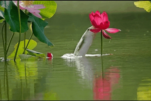 a fish is drinking water from a pink flower