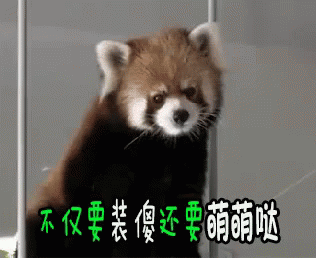 装傻，萌萌哒，可爱，小熊猫 GIF - Play Dumb Play The Fool Panda GIFs