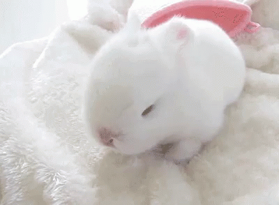 Bunny Cute GIF - Bunny Cute Fluffy GIFs