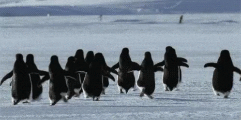 Penguins Bye GIF - Penguins Bye Funny Animals GIFs