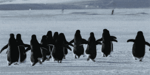 a row of penguins are walking in the snow
